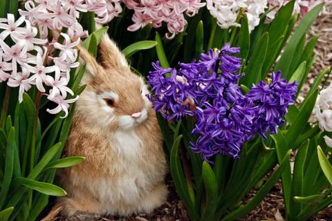 Bunny in spring hyaciths Stock Photos