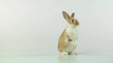 Bunny standing up Vídeo Stock 10887243