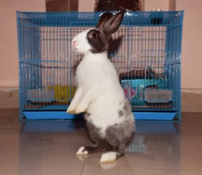 Bunny Standing Stock Photos