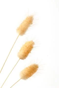 Bunny tail grass Foto stock