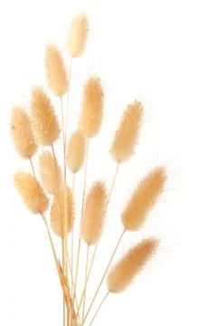 Bunny tail grass Foto stock