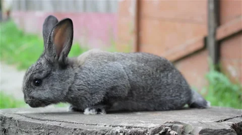 Bunny on a tree Stock Footage 53352768