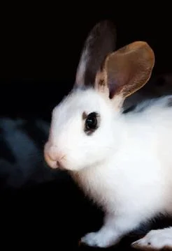 Bunny watercolor style 스톡 일러스트