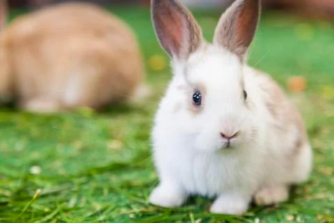 Bunnys on grass background. Stock Photos