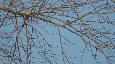 Bunting bird 库存影片 334376814