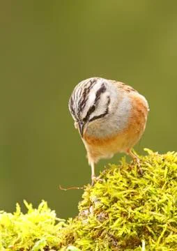 Bunting Stock Photos