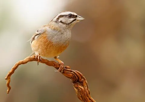 Bunting Stock Photos