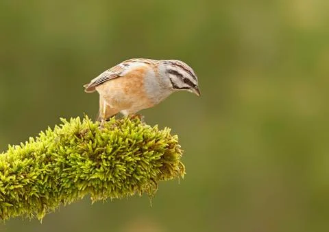 Bunting Stock Photos