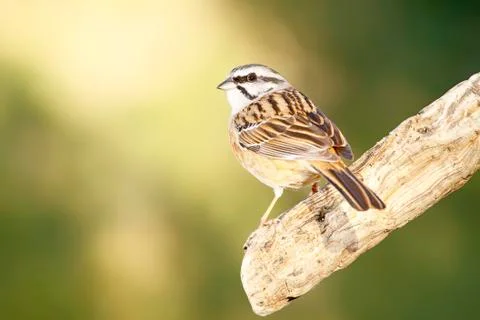 Bunting Stock Photos