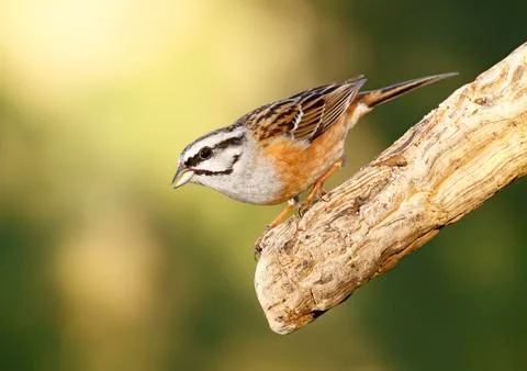 Bunting Stock Photos