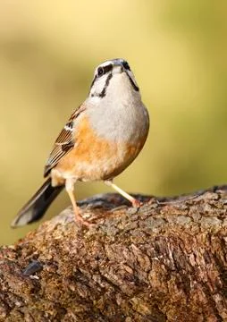 Bunting Stock Photos