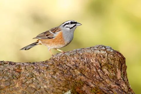 Bunting Stock Photos