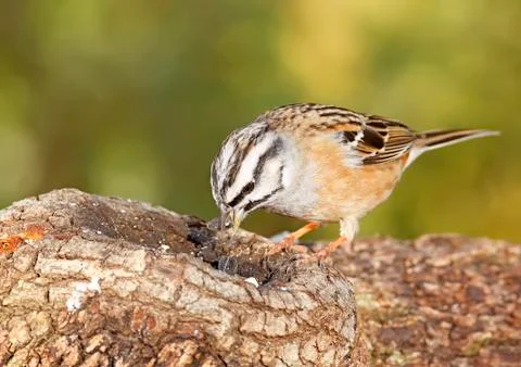 Bunting Stock Photos