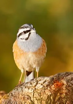 Bunting 스톡 사진