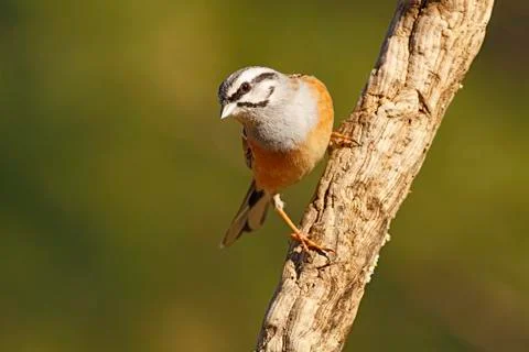 Bunting 스톡 사진