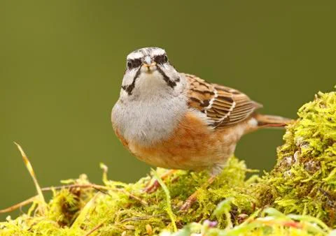 Bunting Stock Photos