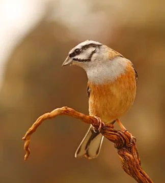 Bunting Stock Photos