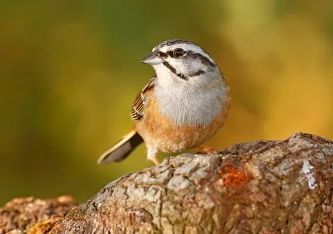 Bunting Stock Photos