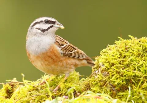 Bunting Stock Photos