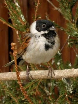 Bunting Stock Photos