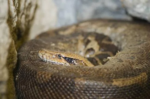 Buntpython Nahaufnahme einer Buntpython (python curtus) eingerollt in die ... Stock-Fotos