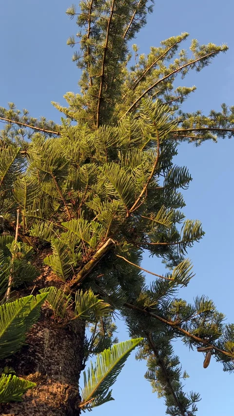 Bunya Pine in Morning Sunlight Vidéo 301615305