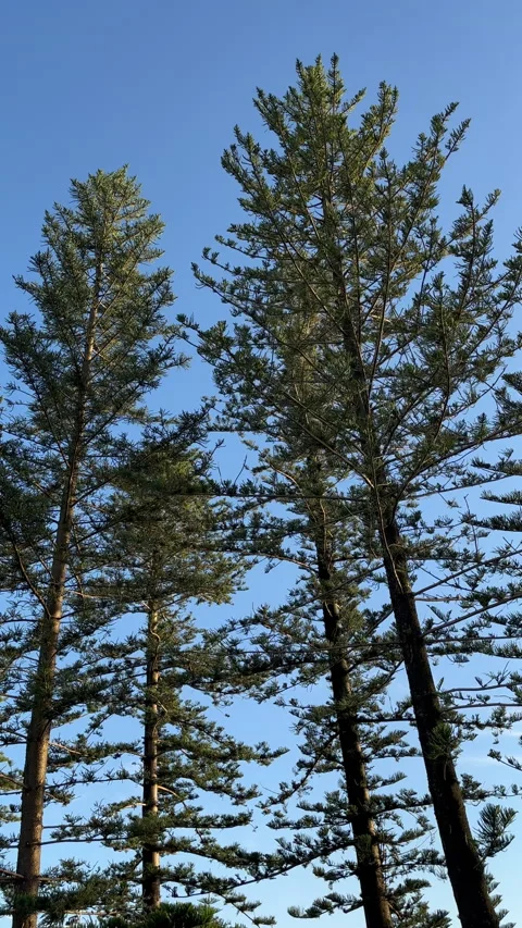 Bunya Pines Looking Up Vidéo 301616983