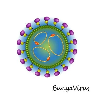 Bunya Virus particle structure isolated Stock Illustration