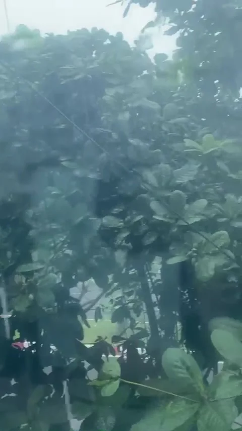 Buoi chieu mua gio Stock Footage 237081641