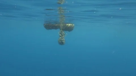 Buoy and ropes floating in the ocean, settled by mussels, UHD 4K Video stock 83686536