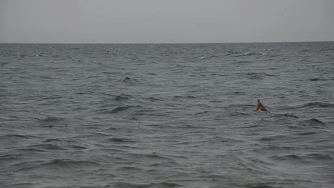 Buoy floating on sea Stock Footage 276545757