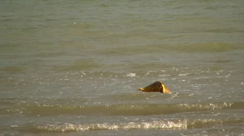 Buoy into the sea Vidéo 299766