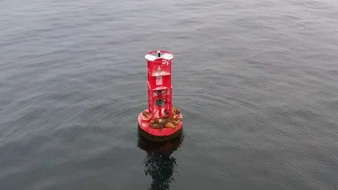 Buoy with seals off the coast Video stock 121682498