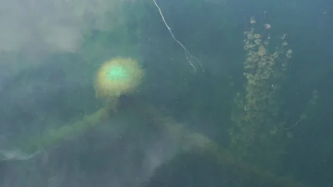 Buoy underwater, the chains are wrapped in seaweed Stock Footage 313544725