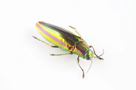 Buprestid beetle Stock Photos