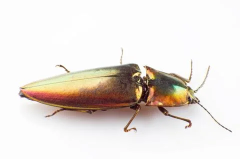 Buprestid beetle Stock Photos