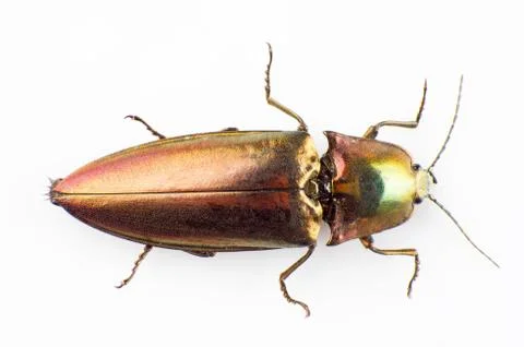 Buprestid beetle Stock Photos