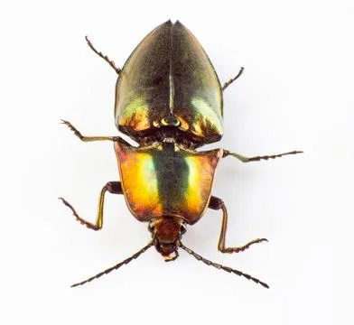 Buprestid beetle Foto stock