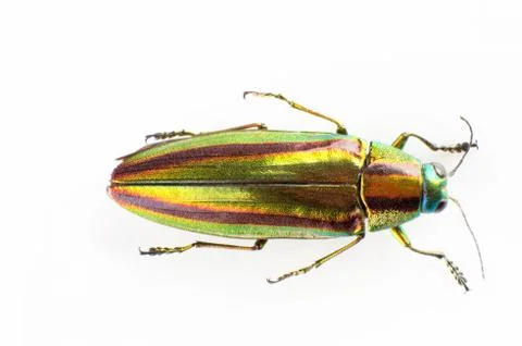 Buprestid beetle Stock Photos