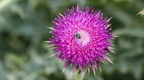 Bur and insect on it / Closeup Stock Footage 65760507