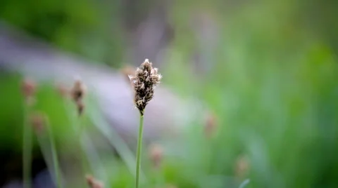 Bur and Vegetation Stock Footage 22607007