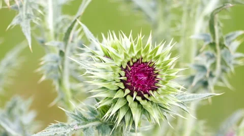 Bur / Closeup Stock Footage 65760433