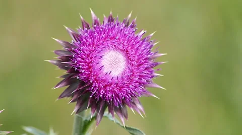 Bur / Closeup / Slow motion Stock Footage 65766693