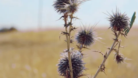 Bur In A Field Video stock 78658857