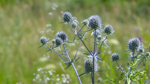 Bur in a Field Sways in the Wind. Burdock Plant Stock-Footage 62625653