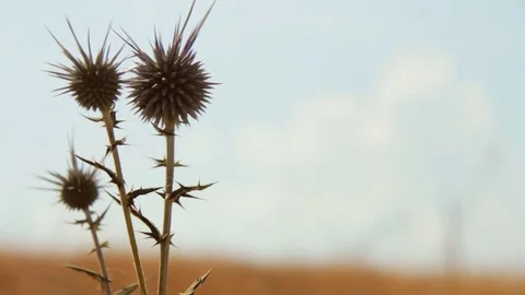 Bur In A Field Sways In The Wind Video stock 79424656