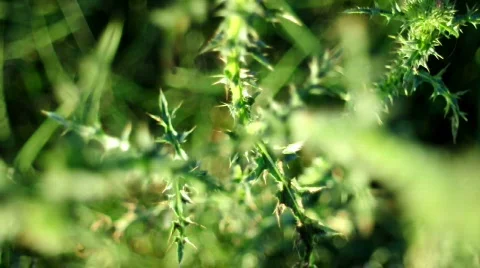 Bur Video stock 525981