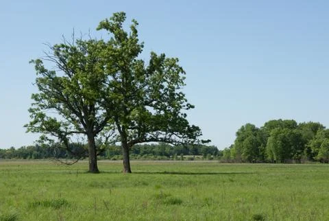 Bur Oaks Stock Photos