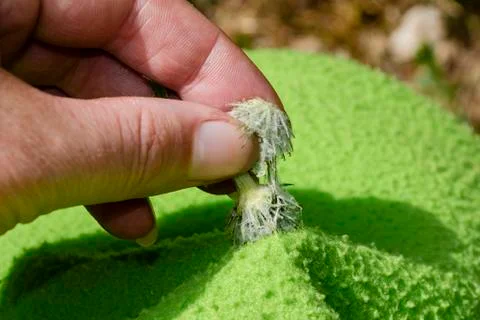 A bur on a shoe, sharp seed pod stuck on sweater Stock Photos