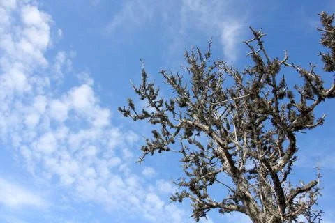 The bur tree on blue sky background Stock Photos